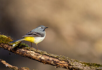 Obraz premium Beautiful nature scene with Wagtail (Motacilla cinerea). Wildlife shot of Wagtail (Motacilla cinerea) on the branch.