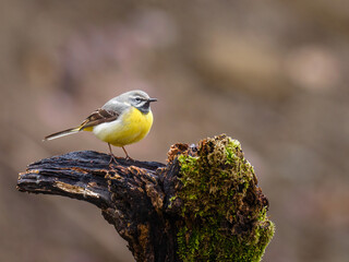 Beautiful nature scene with Wagtail (Motacilla cinerea). Wildlife shot of Wagtail (Motacilla cinerea) on the branch.