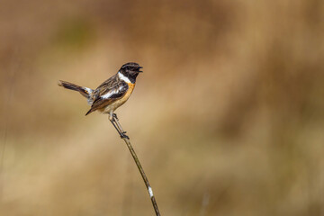 Obraz premium Beautiful nature scene with European stonechat (Saxicola rubicola). Wildlife shot of European stonechat (Saxicola rubicola) on the branch. European stonechat (Saxicola rubicola) in the nature habitat.