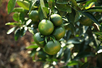 unripe green tangerine, green tangerine, tangerine