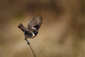 Beautiful nature scene with European stonechat (Saxicola rubicola). Wildlife shot of European stonechat (Saxicola rubicola) on the branch. European stonechat (Saxicola rubicola) in the nature habitat.