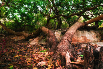 Tree trunks growing at ground level, in a fresh and lush Mediterranean forest. 
