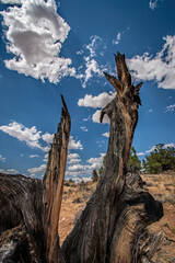 DEAD JUNIPER AND BLUE SKY WITH CLOUDS UTAH