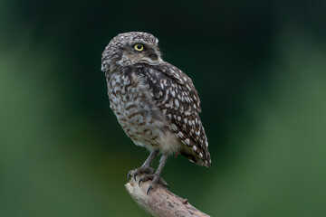 Cute Burrowing owl (Athene cunicularia) sitting on a branch. Green background.                            