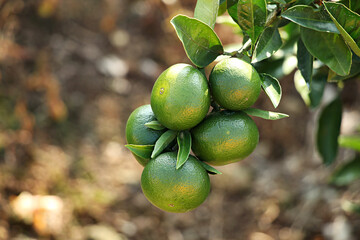 unripe green tangerine, green tangerine, tangerine