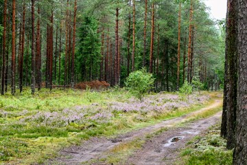 footpath in the woods