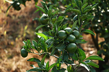 unripe green tangerine, green tangerine, tangerine