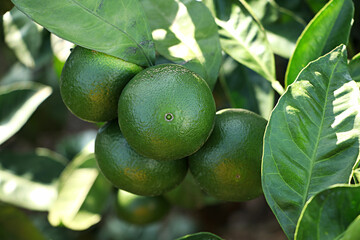 unripe green tangerine, green tangerine, tangerine
