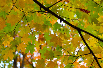 leaves in autumn
