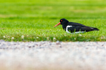 Oyster Catcher