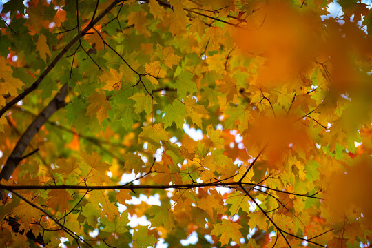 autumn leaves in the sun