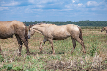 Obraz na płótnie Canvas A herd of horses grazes on an overgrown field, and wanders unattended.