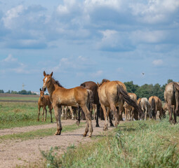 A herd of horses grazes on an overgrown field, and wanders unattended.