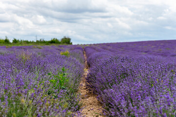 Fototapeta na wymiar Blooming lavender in a field at sunset