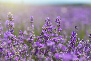 Blooming lavender in a field at sunset