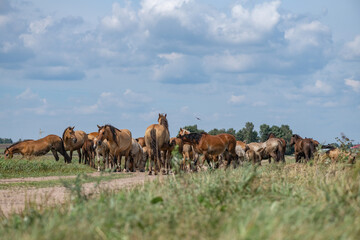 A herd of horses grazes on an overgrown field, and wanders unattended.