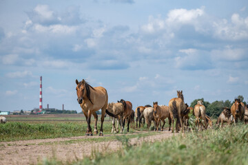 Fototapeta premium A herd of horses grazes on an overgrown field, and wanders unattended.