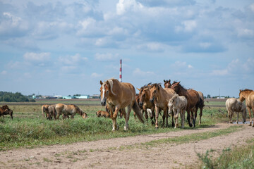 Naklejka na ściany i meble A herd of horses grazes on an overgrown field, and wanders unattended.