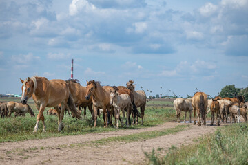 A herd of horses grazes on an overgrown field, and wanders unattended.