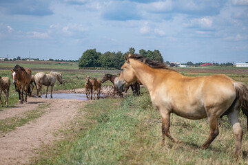 Fototapeta na wymiar A herd of horses grazes on an overgrown field, and wanders unattended.