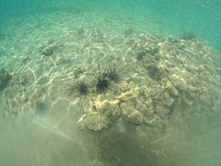 Underwater world of Aegean Sea. Near Marmaris, Turkey