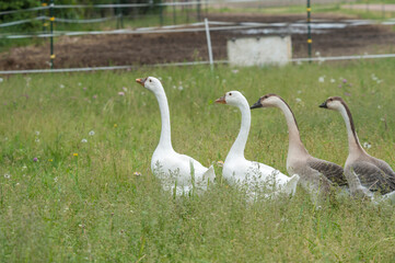 group of geese in grass field with fence