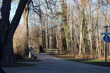 Klare Bäume im Wald und Brücke