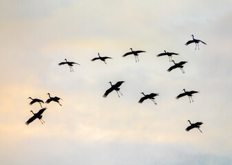Wintering Sandhill Cranes alight at Paynes Prairie State Park, Florida