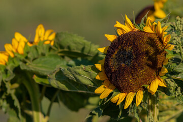 Closeup photo of a sunflower on a sunny summer evening.