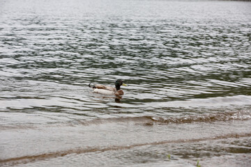 duck on the water