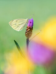Beautiful nature scene with Cabbage white (Pieris rapae). Macro shot of butterfly Cabbage white (Pieris rapae) on the flower. Butterfly Cabbage white (Pieris rapae) in the nature habitat.