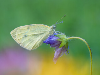 Beautiful nature scene with Cabbage white (Pieris rapae). Macro shot of butterfly Cabbage white (Pieris rapae) on the flower. Butterfly Cabbage white (Pieris rapae) in the nature habitat.