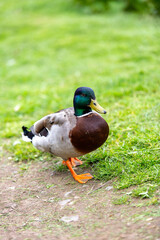 Obraz premium duck in the grass