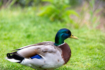 duck on the grass