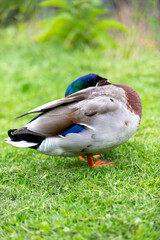 duck on the grass