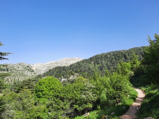 landscape with trees