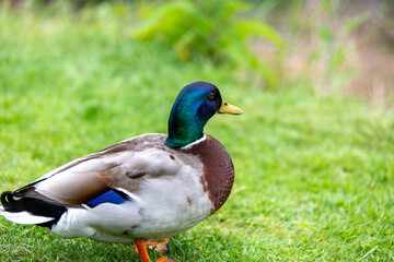 duck in the grass