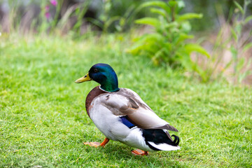 duck on the grass