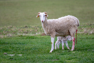 Obraz premium naissance d'un agneau