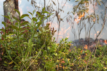 Forest fire in Russia. Fire. Rescuers. Forest. Problems. Burning hell. Fire in Karelia.