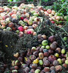 Pile of rotten apples, composting.