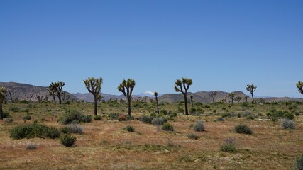 joshua trees and mountain sky line in the mojave