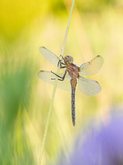 Beautiful nature scene with Keeled skimmer (Orthetrum coerulescens). Macro shot of Keeled skimmer (Orthetrum coerulescens) flower.