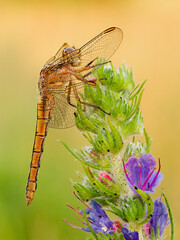 Beautiful nature scene with Keeled skimmer (Orthetrum coerulescens). Macro shot of Keeled skimmer (Orthetrum coerulescens) flower.