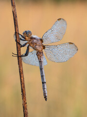 Beautiful nature scene with Keeled skimmer (Orthetrum coerulescens). Macro shot of Keeled skimmer (Orthetrum coerulescens) flower.