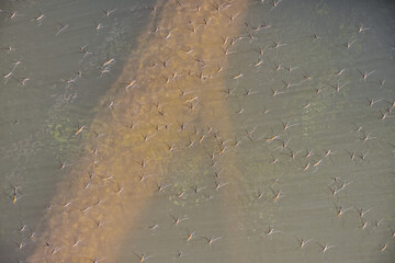 water striders on the surface of the water against the background of a drowned tree