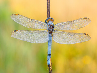 Beautiful nature scene with Keeled skimmer (Orthetrum coerulescens). Macro shot of Keeled skimmer (Orthetrum coerulescens) flower.