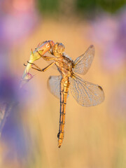 Beautiful nature scene with Keeled skimmer (Orthetrum coerulescens). Macro shot of Keeled skimmer (Orthetrum coerulescens) flower.