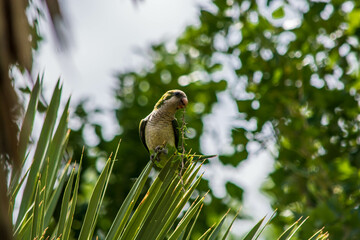 loro verde © Miguee