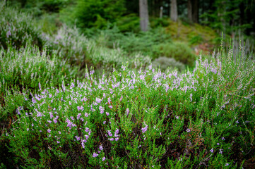 Walking route up Ben Venue, The Trossachs, Scotland